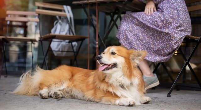 От парка до кафе: как дружелюбная к животным культура захватывает города (книга)