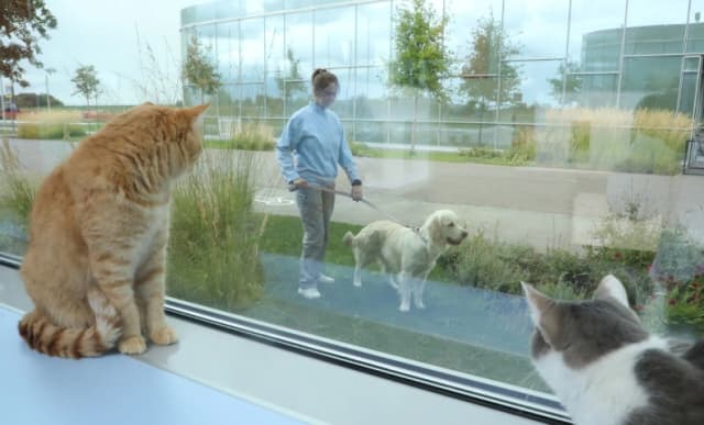 Собаки и кошки Центра: пушистые эксперты из Ульяновска и их клички