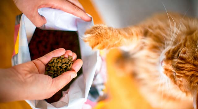 Производство сухих готовых кормов