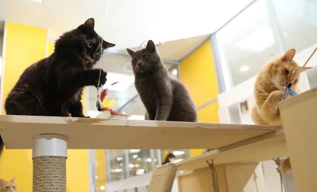 Благополучие животных на первом месте: как заботятся о кошках и собаках в Ульяновском Центре