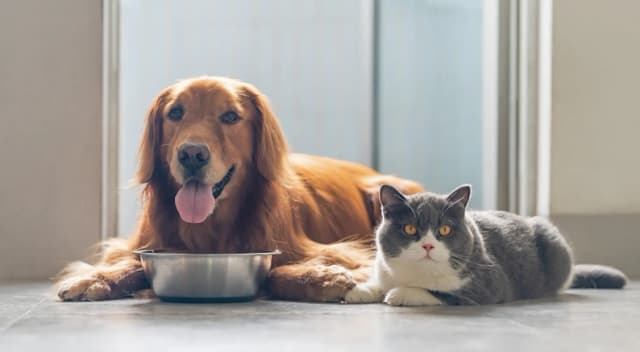 Секреты рациона питомцев: эволюционные различия в питании кошек и собак