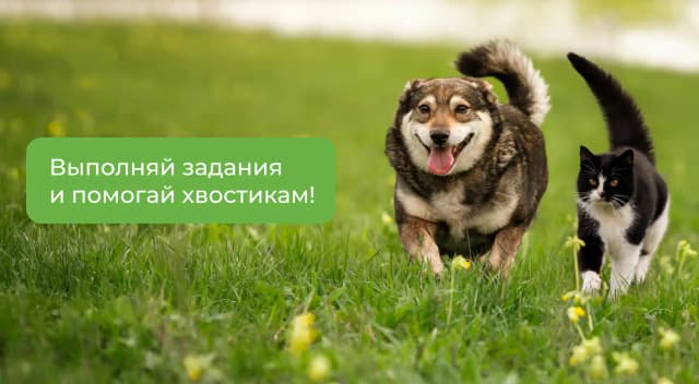 Помоги животным из приюта, не выходя из дома!