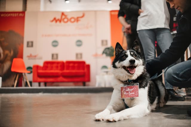 Центр изучения питания и благополучия животных поддержит осенние фестивали WOOF в четырех городах России