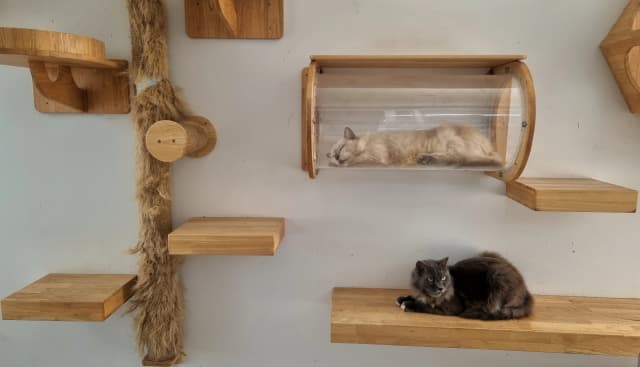 Центр помог выбрать лучшие проекты котокомнат в приютах для программы «Территория Мяу»