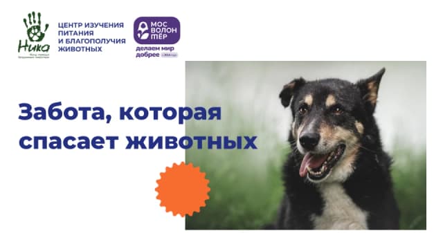 Создан урок по зооволонтерству для школьников (скачать)