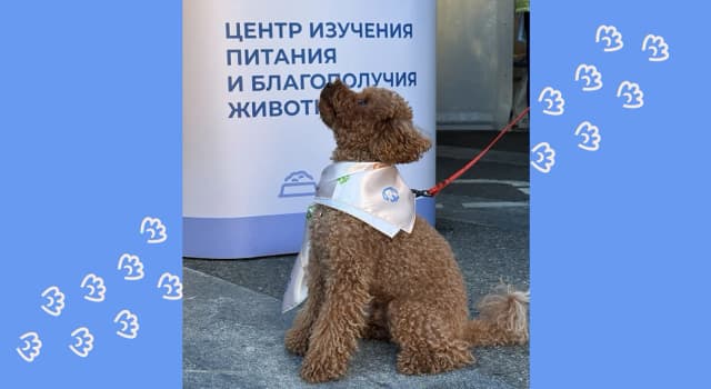 Центр принял участие в забегах «Магнит. Город 232» и «Сочи Марафон»