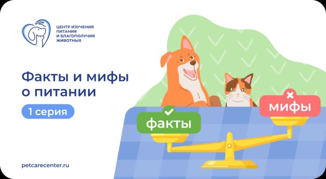 Опасно или полезно: о готовых кормах и домашней пище
