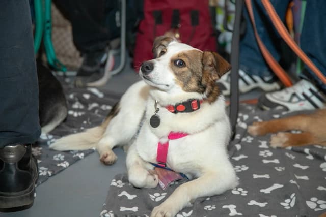 Фестиваль WOOF завершил весенний сезон, пристроив сотни животных в трех городах России