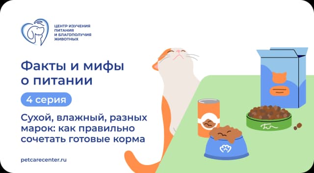 Можно ли сочетать сухой и влажный корм: 3 факта