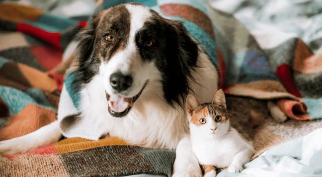 Благополучный дом для кошек и собак (памятки)