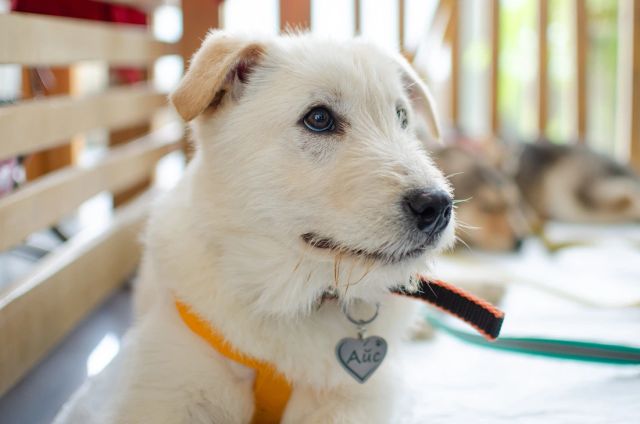 Центр изучения питания и благополучия животных поддержал фестиваль WOOF: 248 питомцев нашли новый дом