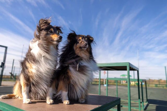 День собак в России: статистика, факты и благополучие