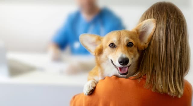 Профилактика заболеваний питомцев (памятки) Профилактика заболеваний питомцев (памятки)