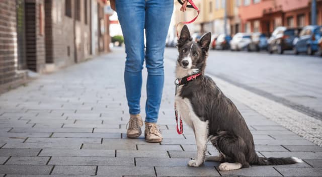 Дружелюбные к животным города (+тест) Дружелюбные к животным города (+тест)