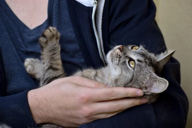 Кошка из приюта в новом доме: как кормить питомца? (памятка) Кошка из приюта в новом доме: как кормить питомца? (памятка)