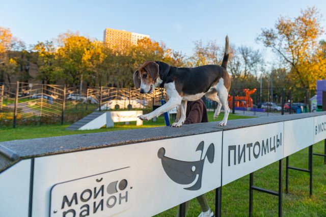 Центр изучения питания и благополучия животных — партнёр проекта «Школа кинолога» Центр изучения питания и благополучия животных — партнёр проекта «Школа кинолога»