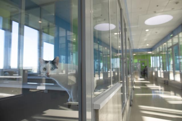 Мочевыводящая система питомца и питание — есть ли связь? Мочевыводящая система питомца и питание — есть ли связь?