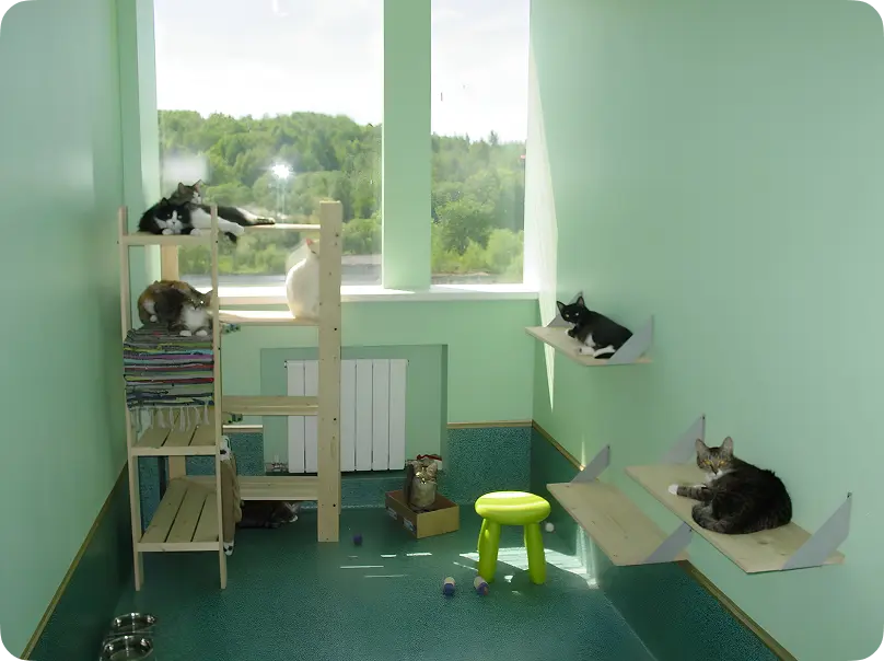 Кошки в помещении