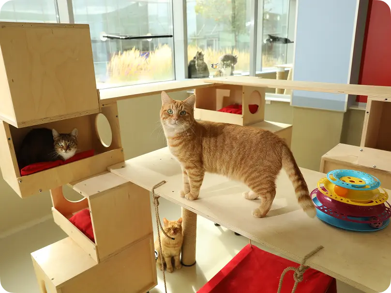 Кошки в кошачьем домике