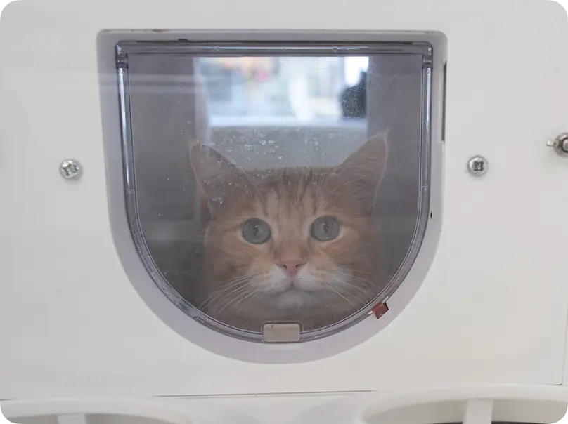 Кот за окошком