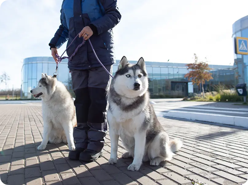 Хаски с инструктором