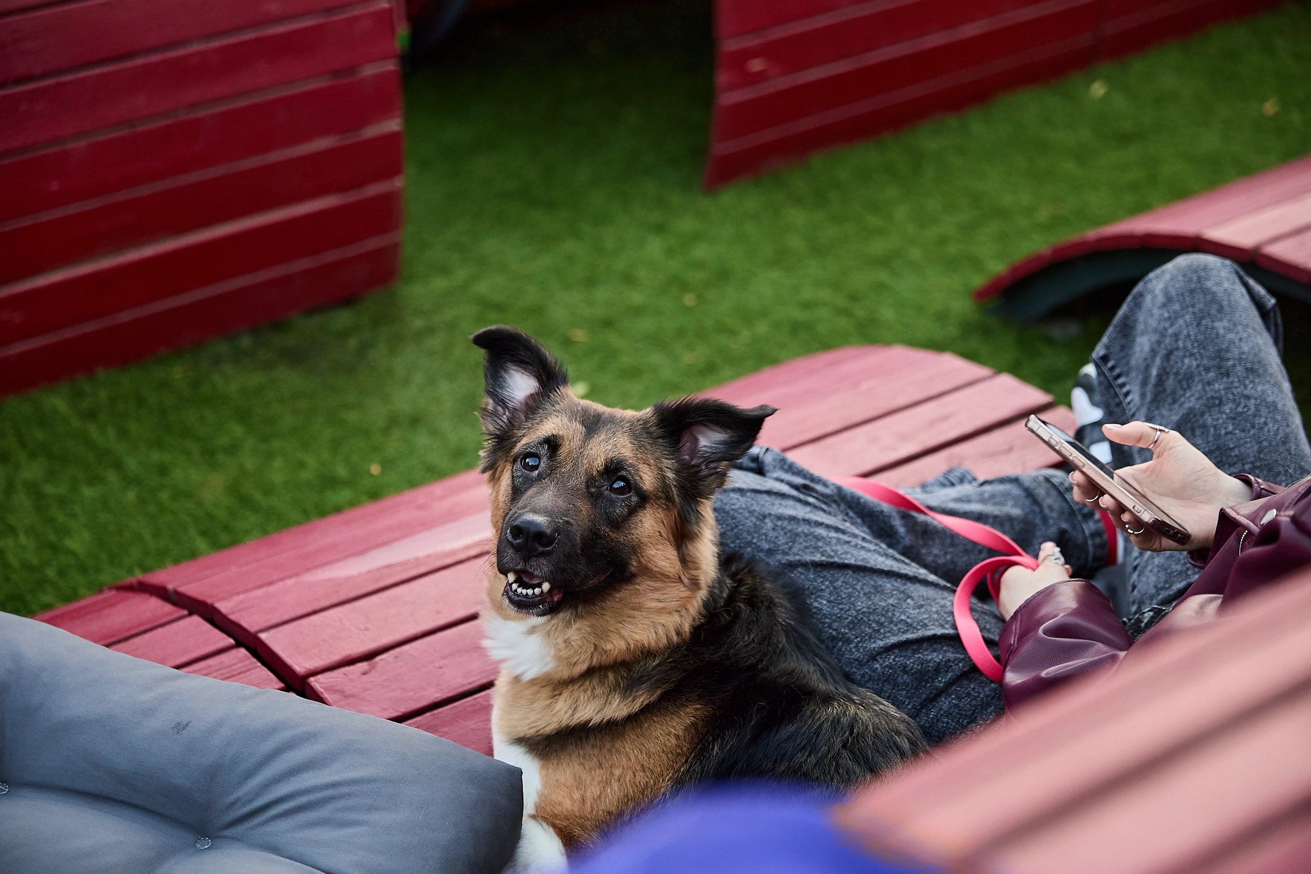 В Москве прошел специальный dog-friendly киносеанс в честь Дня собак В Москве прошел специальный dog-friendly киносеанс в честь Дня собак