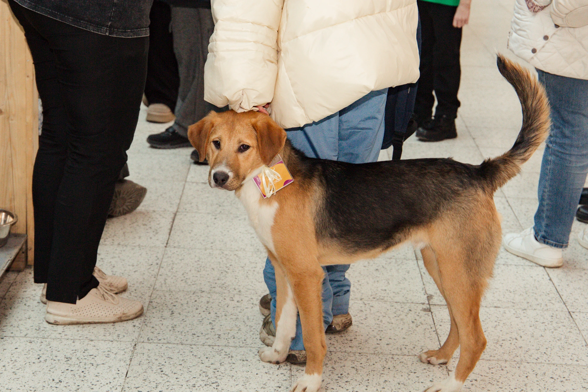 Фестиваль WOOF завершил осенний сезон в пяти городах и помог обрести семью почти пятистам животным Фестиваль WOOF завершил осенний сезон в пяти городах и помог обрести семью почти пятистам животным