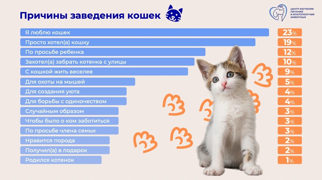Ко Дню кошек Центр выяснил, почему россияне заводят котят и как за ними ухаживают Ко Дню кошек Центр выяснил, почему россияне заводят котят и как за ними ухаживают