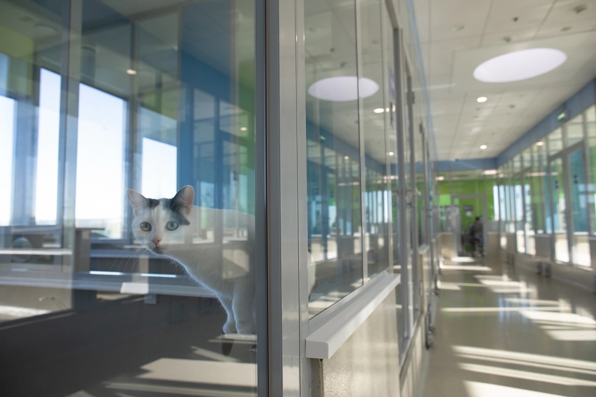 Мочевыводящая система питомца и питание — есть ли связь? Мочевыводящая система питомца и питание — есть ли связь?