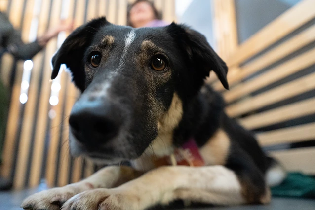 Фестиваль WOOF – новый сезон помощи бездомным питомцам