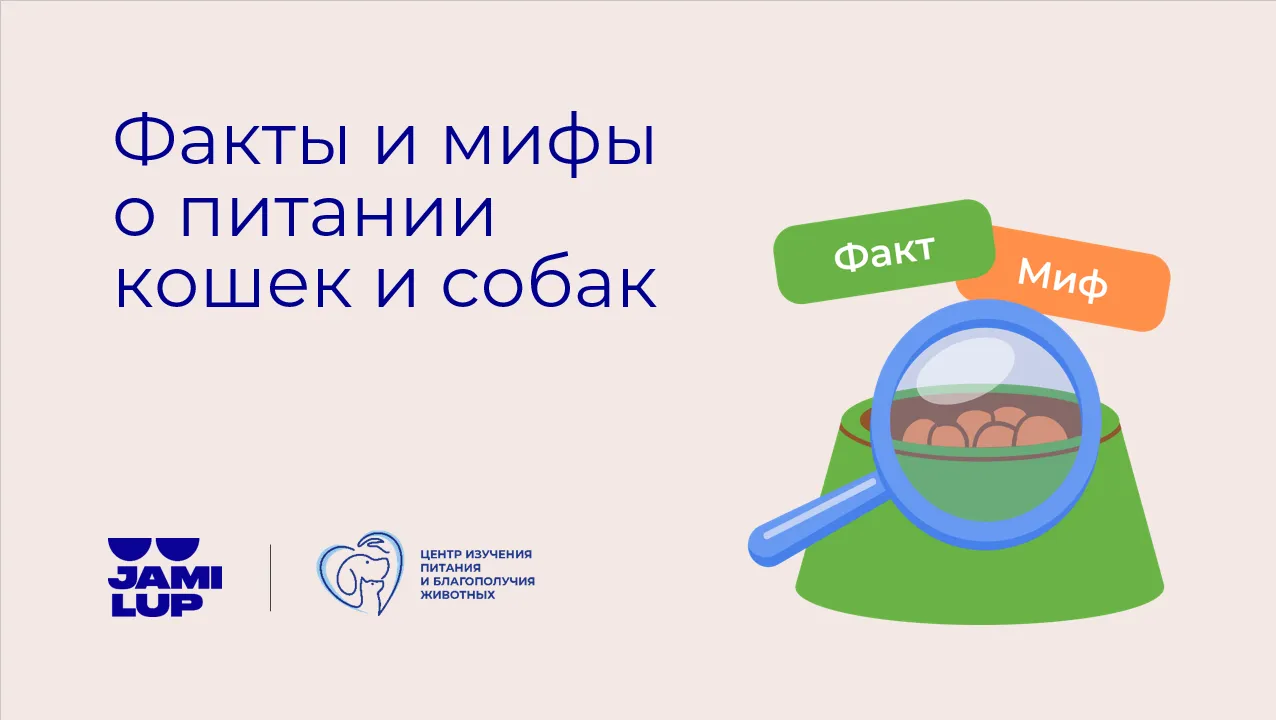 Можно ли поить котёнка молоком? В какие мифы о питании домашних животных верят россияне