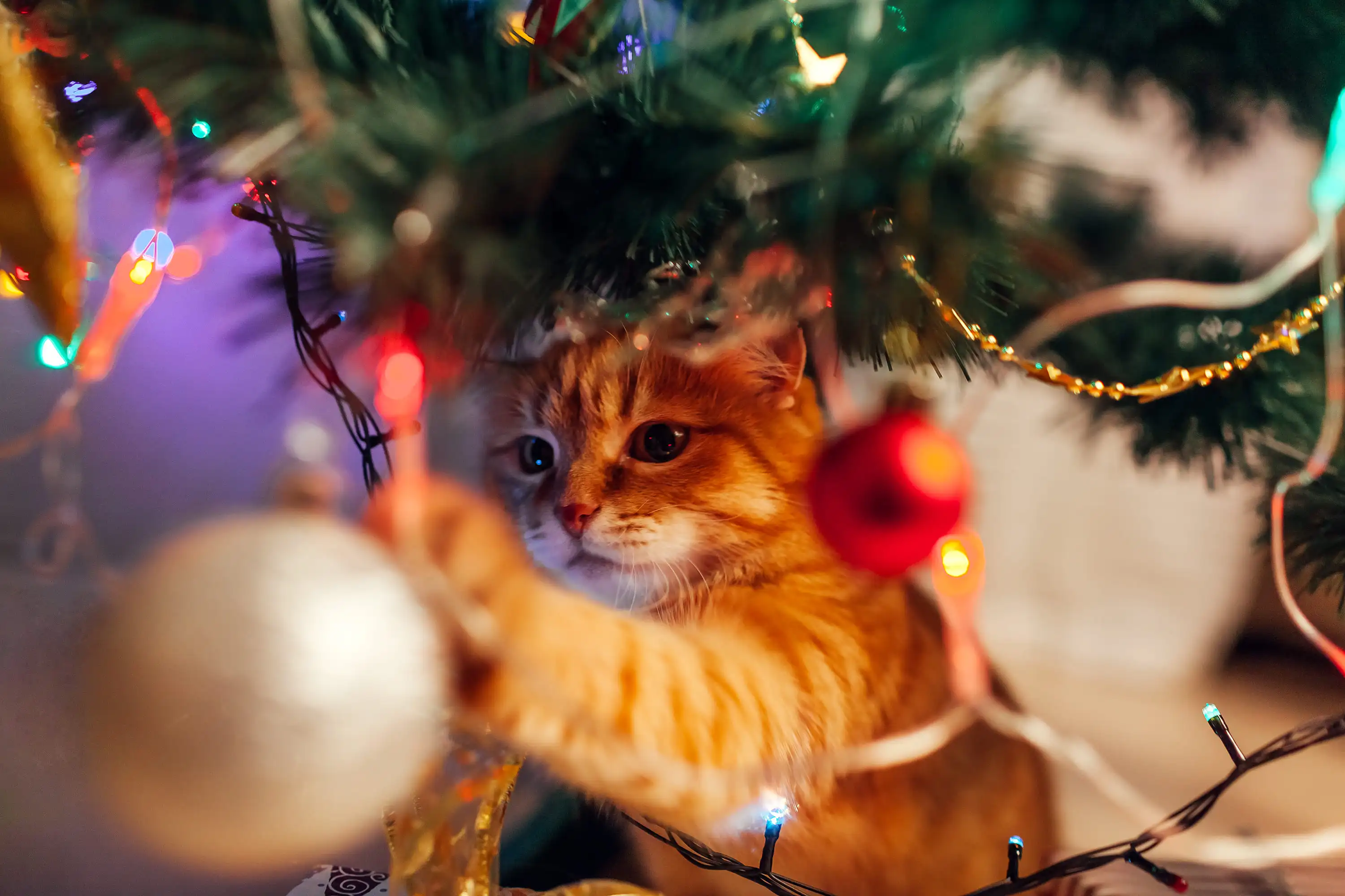рыжий в полоску котенок играет с елочным шаром