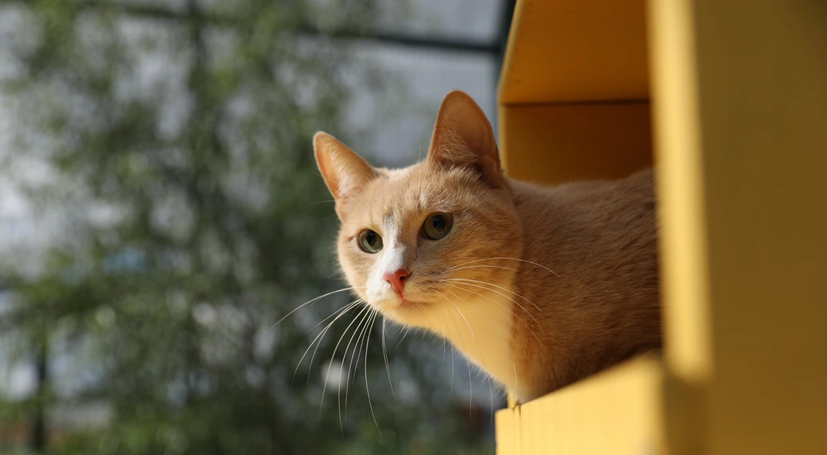 Кот играет в саду