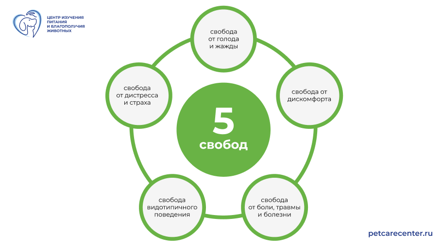 Концепция пяти свобод: условия проживания, рацион, поведение, общение и здоровье
