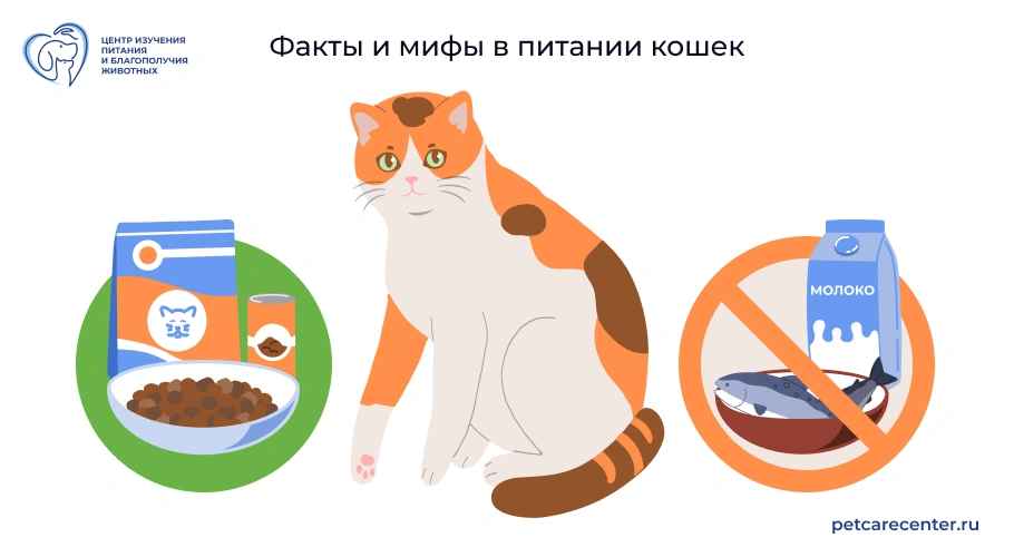 Факты и мифы в питании кошек Факты и мифы в питании кошек
