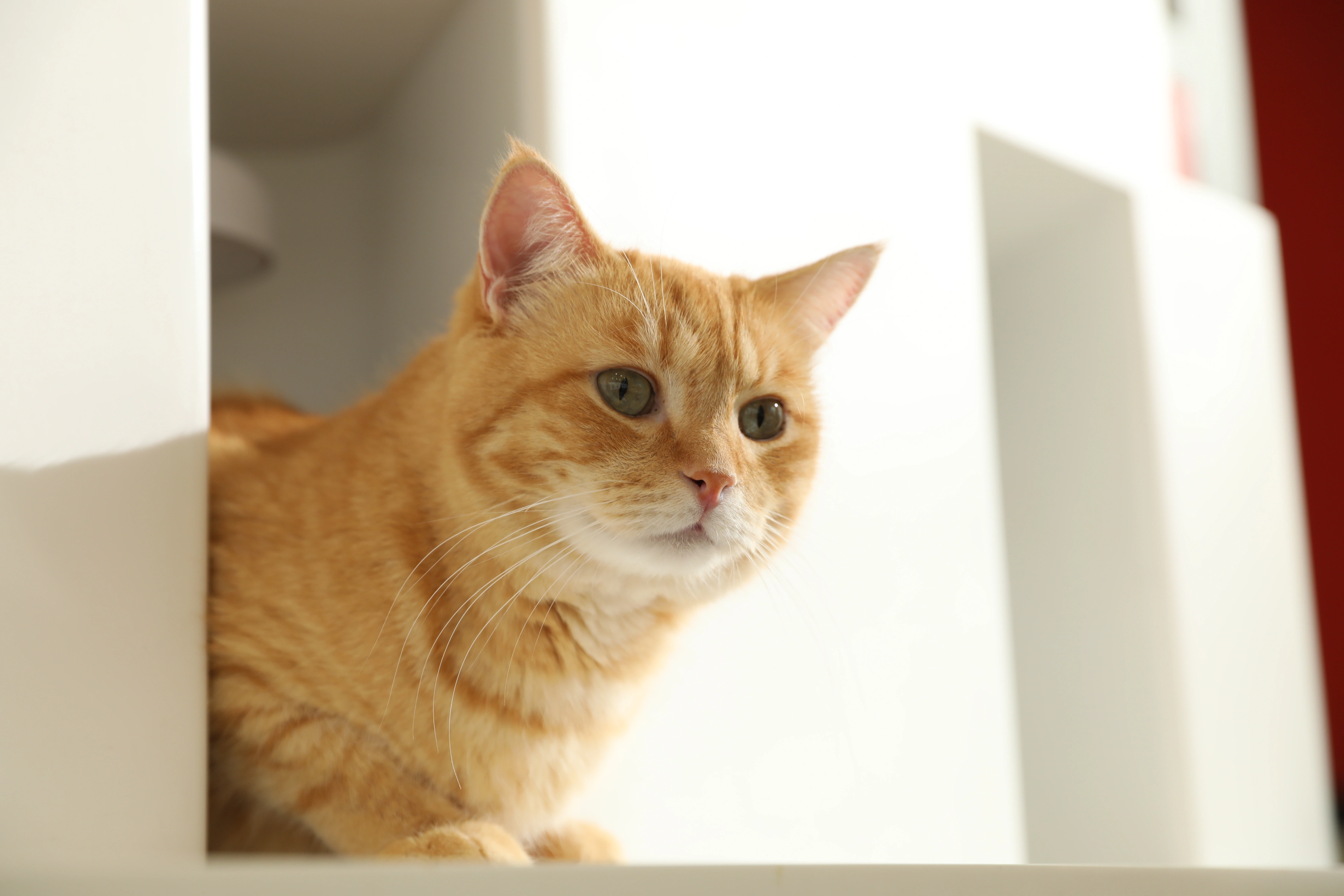 ФОТО С РЫЖИМ КОТОМ ИЗ ЦЕНТРА ИЗУЧЕНИЯ ПИТАНИЯ И БЛАГОПОЛУЧИЯ ЖИВОТНЫХ