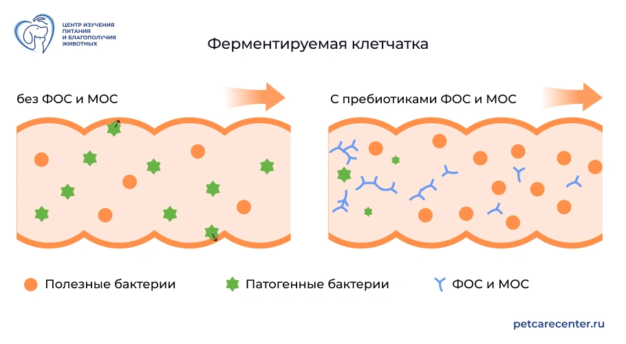 Ферентируемая клетчатка