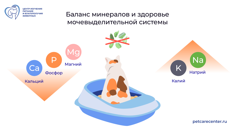 Иллюстрация: баланс кальция, фосфора, магния, натрия и калия поддерживает здоровье мочевыделительной системы кошки