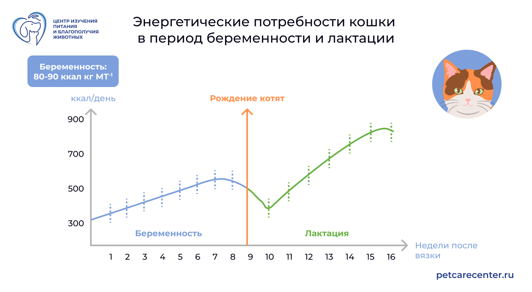 Таблиц: Энергетические потребности кошки в период беременности и лактации