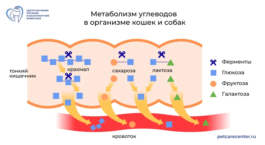 Схема метаболизма углеводов в кишечнике кошек и собак