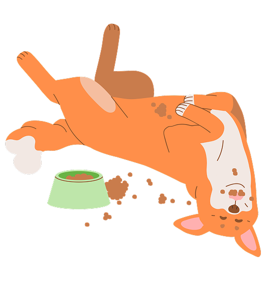 Корм с карточками "Факт" или "Миф"